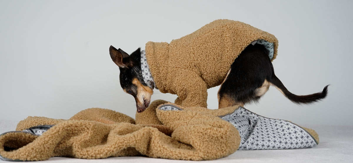 Black and tan dog in a camel bouclé pullover nosing into a camel bouclé blanket