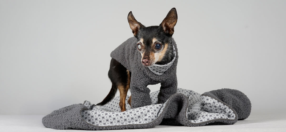 Black and tan dog in a grey bouclé pullover standing on a grey bouclé blanket