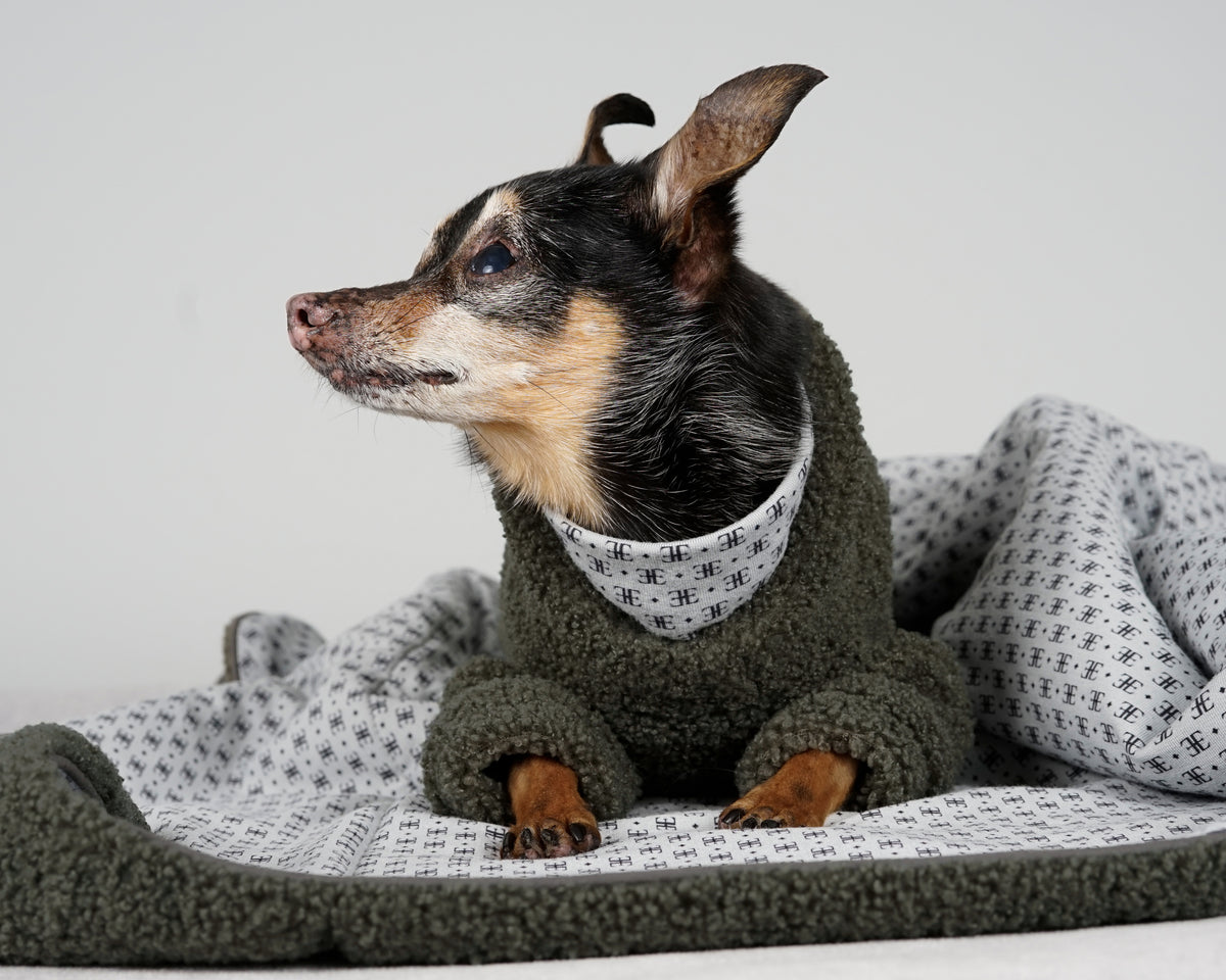 Black and tan dog in a forest green bouclé pullover lying on a forest green bouclé blanket