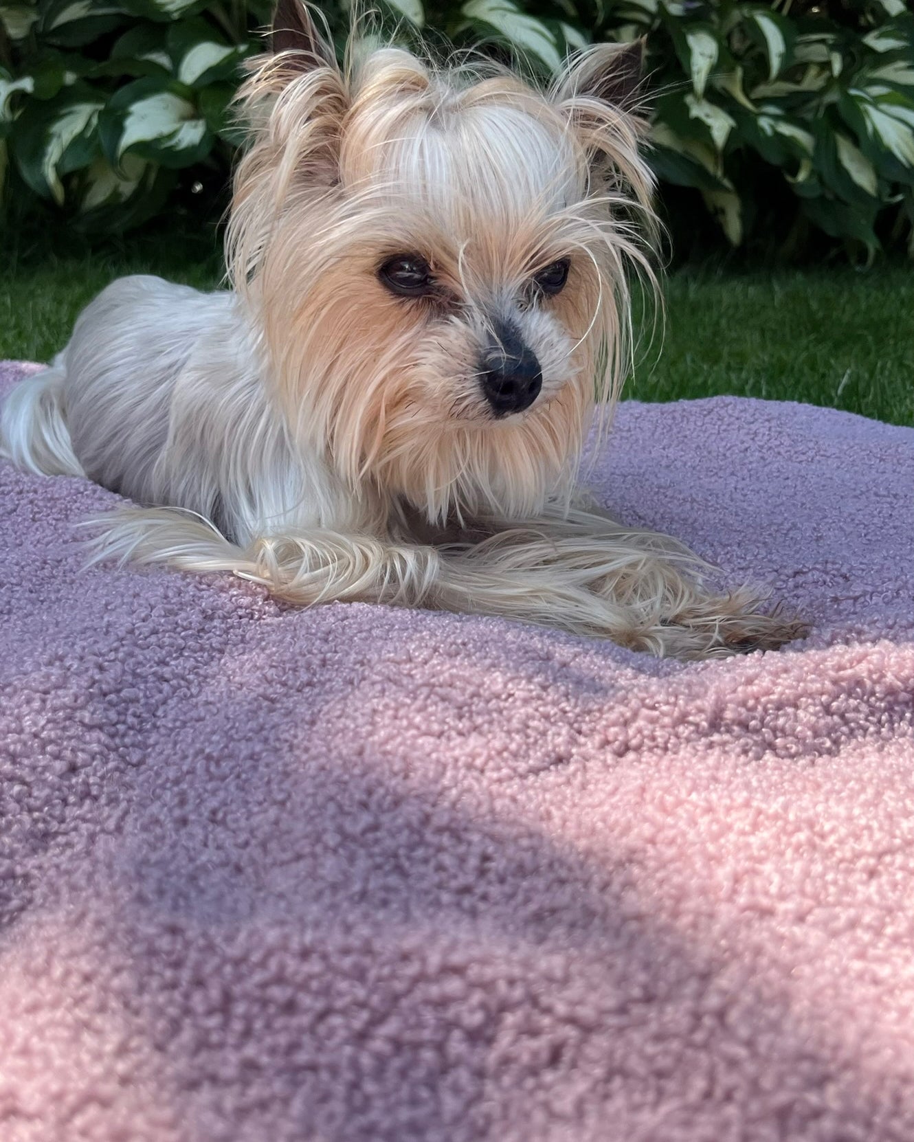 Bavente Blanket