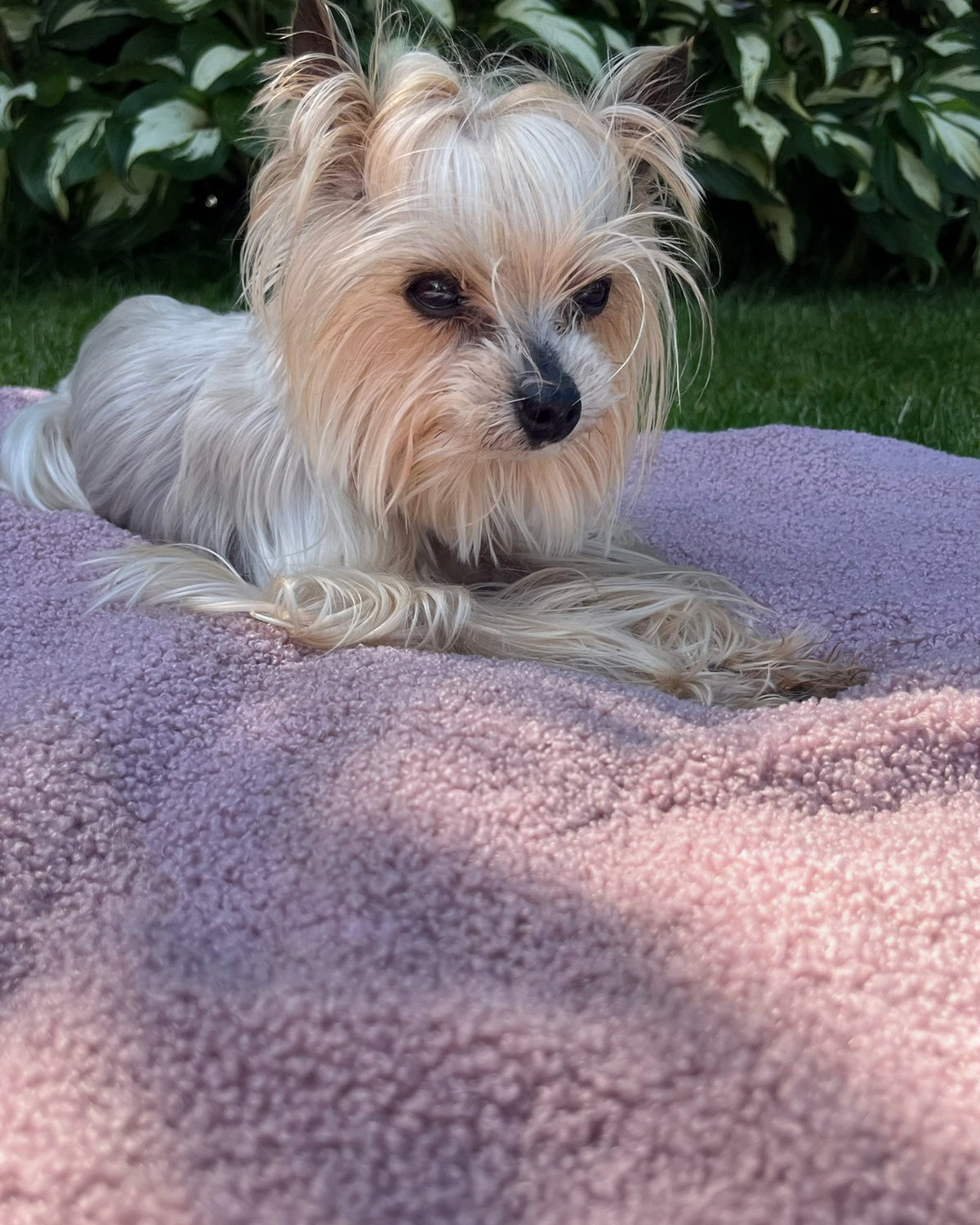 Small cream dog resting outdoors on a powder pink bouclé dog blanket