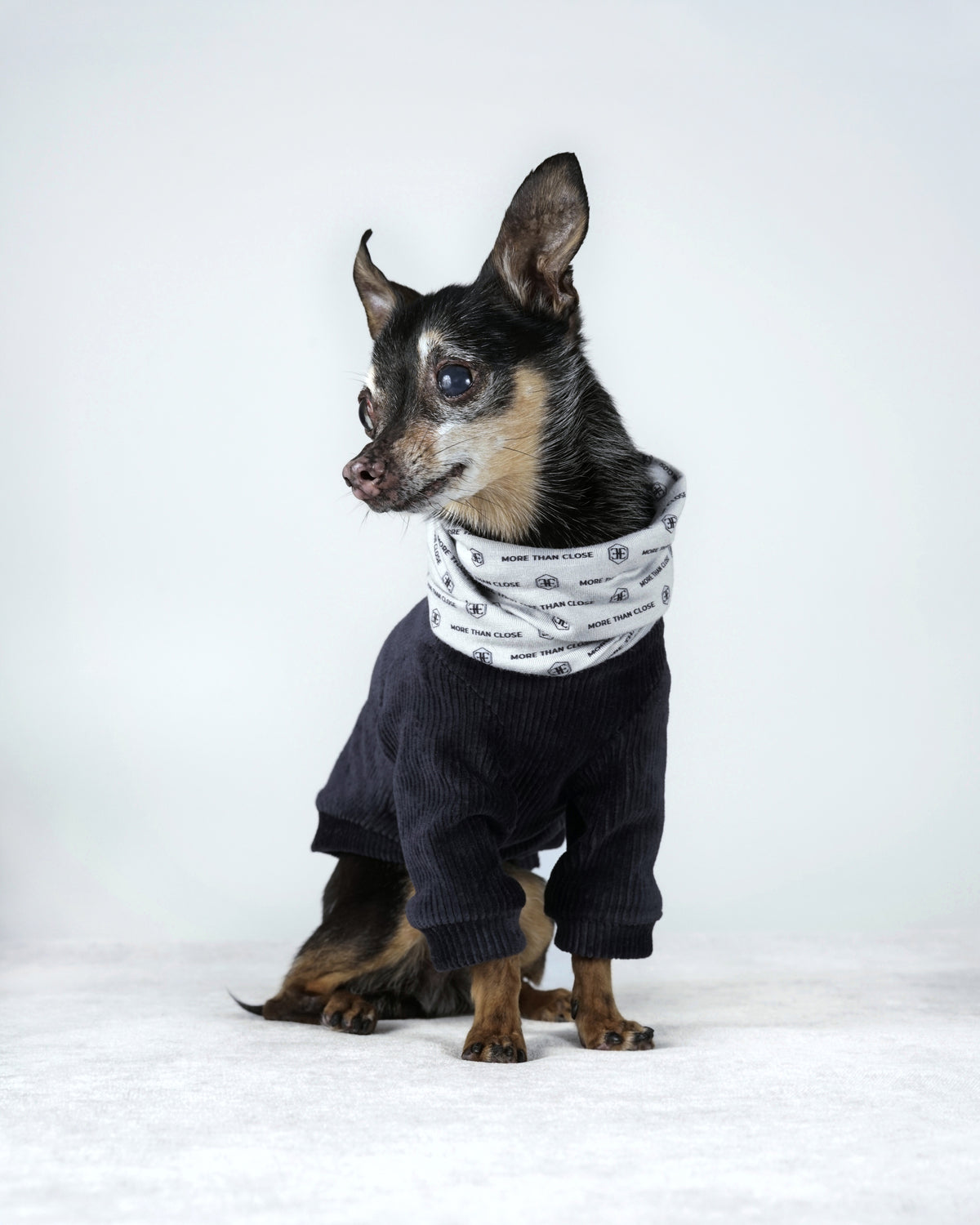 A small black and tan dog sits in a deep blue corduroy bomber jacket, a printed snood gathered at the neck
