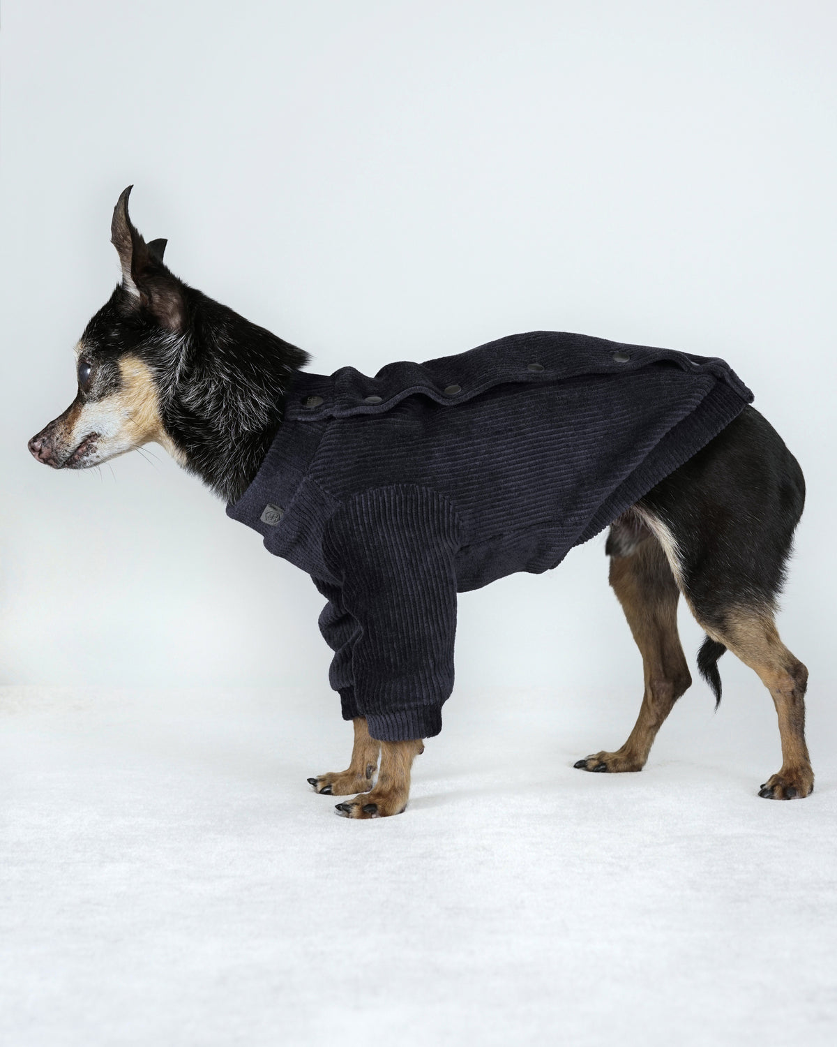 Full side view of a small black and tan dog in a deep blue corduroy bomber jacket with ribbed sleeve cuffs
