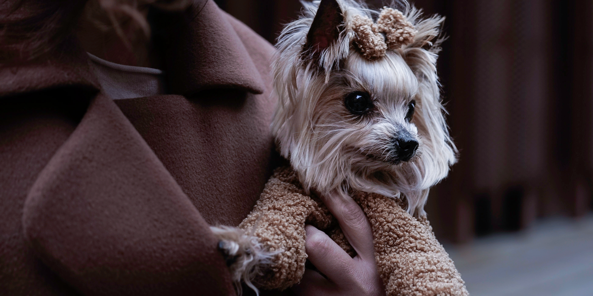 Person holding a small dog wearing a teddy coat and bow on a city street.
