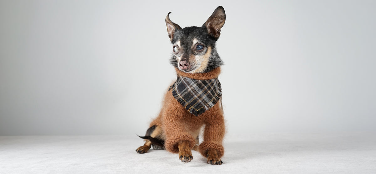 Small black and tan dog in a warm brown mohair sweater with a black checked bandana