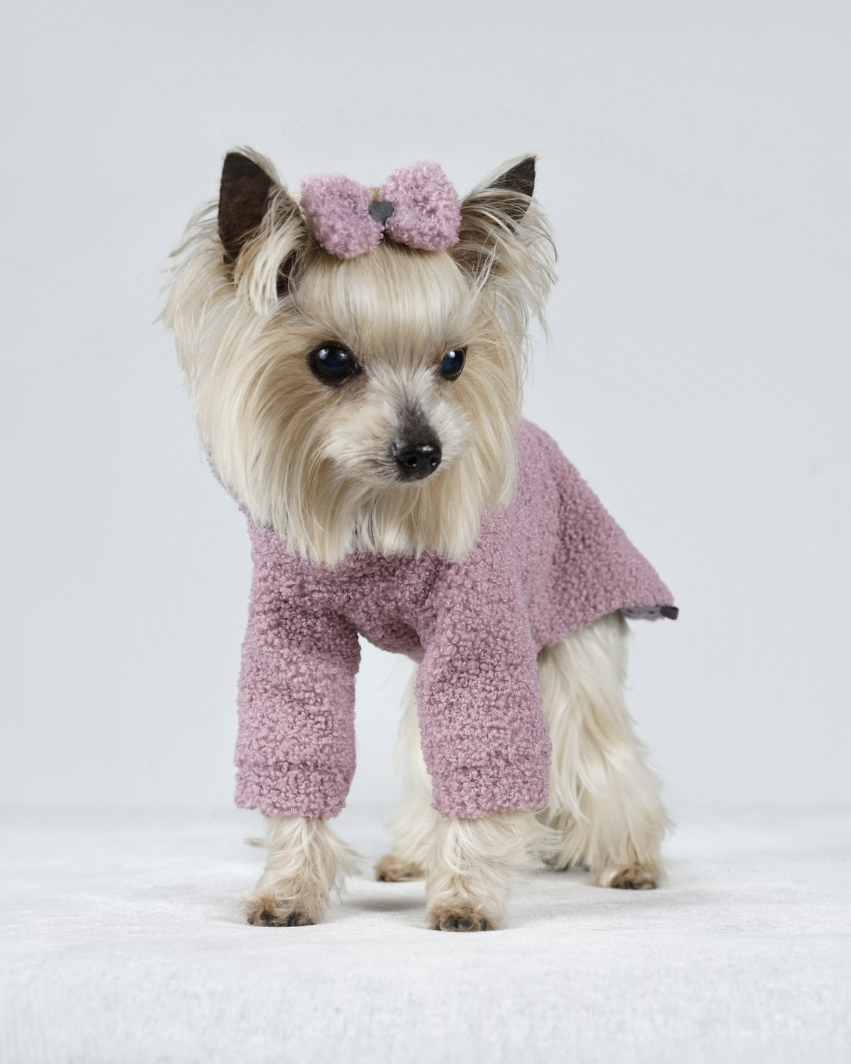 Small cream dog wearing a powder pink bouclé dog dress and matching hair bow