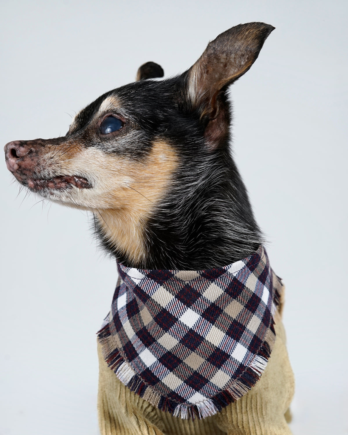 Small black and tan dog in profile wearing an aubergine checked bandana