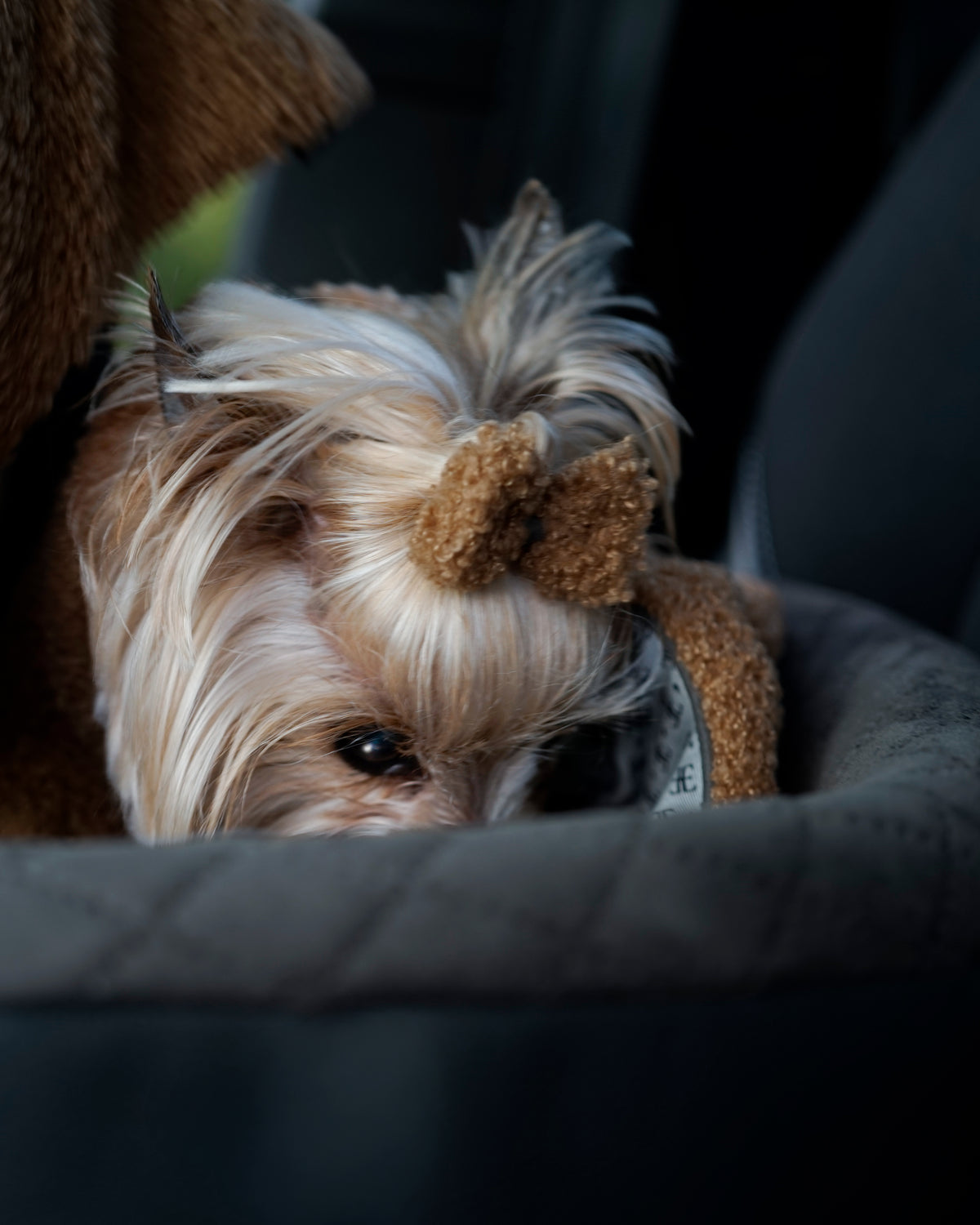Small cream dog with a camel bouclé hair bow in its topknot lying in a dog bed in the car